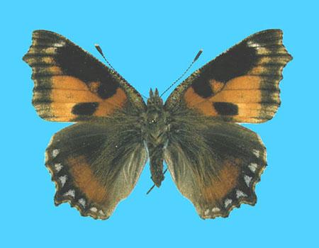 Aglias urticae ab. leodiensis 7-4-1942 Coleshill, UK (Internet Image property of respective owner, non-commercial use only)